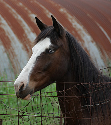 Post Your Photos (and lens/processing info)-mustang-crop.jpg