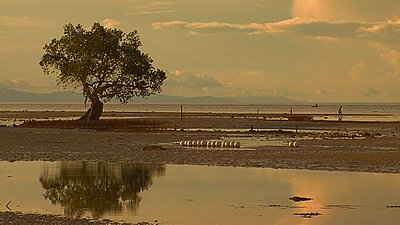 SIQUIJOR Island of mystery-siquijor-tree-shore.jpg