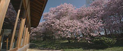 Japanese garden on the jvc gy ls300 part II-before02.jpg