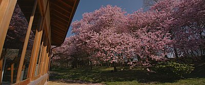 Japanese garden on the jvc gy ls300 part II-after02.jpg