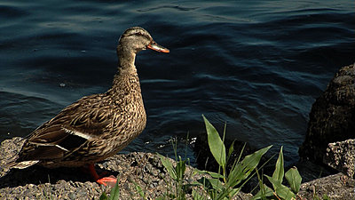 Getting the most out of the 16x stock lens-duck.jpg