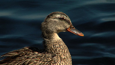 Getting the most out of the 16x stock lens-duck2.jpg