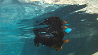 GoPro or POV camera forum?-water-hound.woody01.jpg