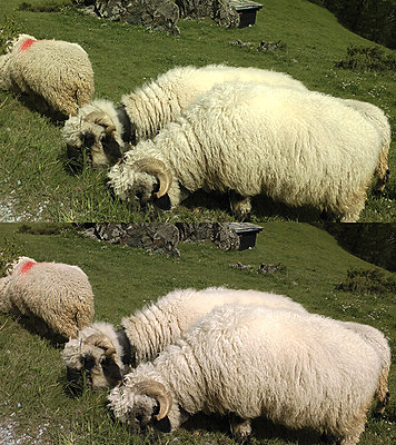 Greenish tint on TM900-green.jpg