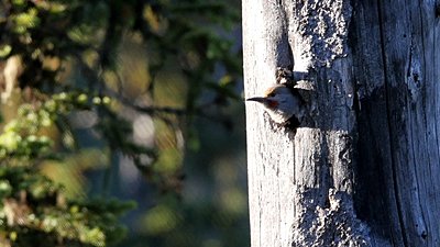 Tamron 150-600 on the GH4-strange-background-blur.jpg