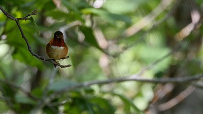 Tamron 150-600 on the GH4-strange-background-blur-3.jpg