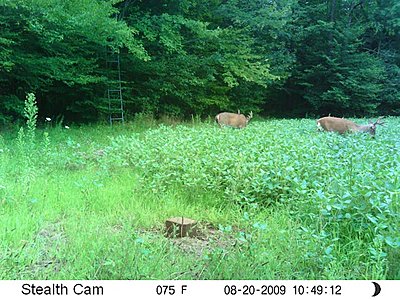 60 day time lapse DSLR-stealth2.jpg