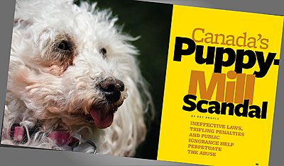 First crack at short documentary-puppy-mill-article.jpg