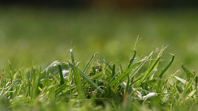 Show Your Work 2007-grass.jpg