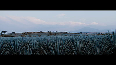 Landscapes?-tequila-rushes-master-00647.jpg