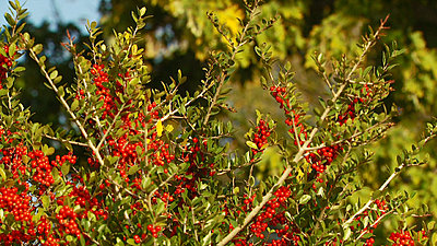 some jpg samples from my replacement lens..-yaupon-holly.jpg