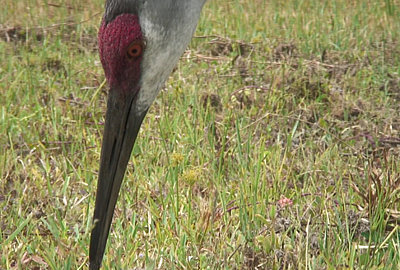 A1U Missing Stills?-sandhill-crane-06.jpg