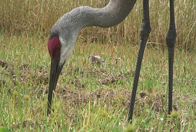 A1U Missing Stills?-sandhill-crane-05.jpg