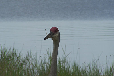 A1U Missing Stills?-sandhill-crane-02.jpg