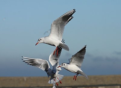 V1, 2 questions-black-headed-gulls.jpg