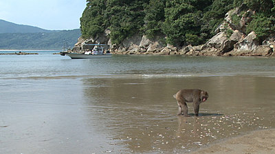 Need help with IQ issue on NX5U-monkey-beach-1.jpg