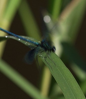 NanoFlash and slowmo-dragonfly-slomo-nanoflash.jpg