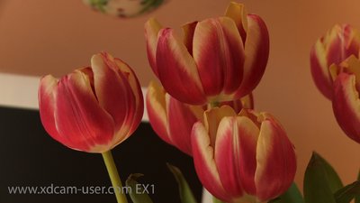 EX1 vs. EX1R sharpness test-ex-flowers.bmp