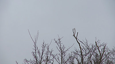Full zoom with OIS shadowing corners-trees.jpg