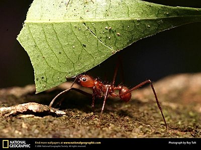 Lens question-3-leaf-cutter-ant-national-geographic-1-.jpg