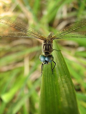 New here and some camcorder buying suggestions..-dragonfly.jpg