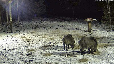 Wild Boar`s dining-table - Live feed-new-years-eve-dinner.jpg