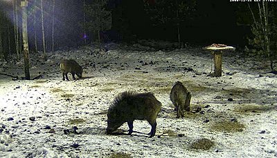 Wild Boar`s dining-table - Live feed-new-years-eve-2.jpg