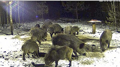 Wild Boar`s dining-table - Live feed-new-year-family-dinner.jpg