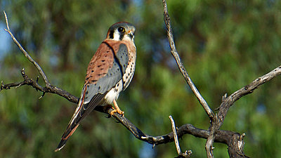 Black Kites on the wing-american_kestrel.jpg