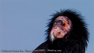 Condors DesJardin-california_condor_82-1.jpg