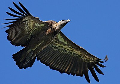 9 Foot Wing Span-img_2919b.jpg