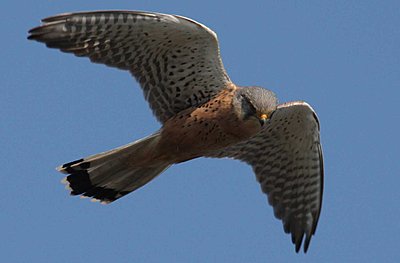 9 Foot Wing Span-kestrel.jpg