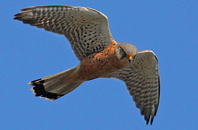 9 Foot Wing Span-kestrel-1bob.jpg-1.jpg