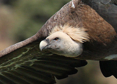 9 Foot Wing Span-brown-eyed-griffon.jpg