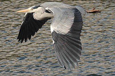 9 Foot Wing Span-img_0149-heron.jpg