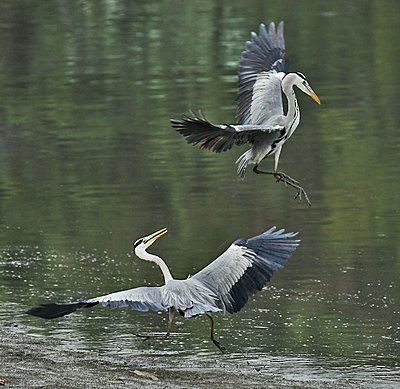 9 Foot Wing Span-grey-herons-img_3283xw-2.jpg