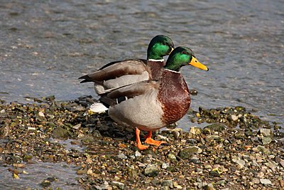 Anyone knows what this was?-mallards.jpg