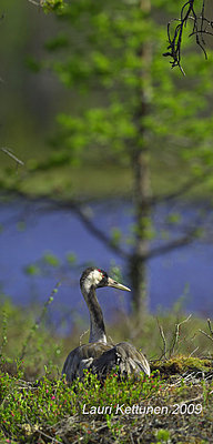 First impressions of RED One for wildlife shooting-crane.jpg