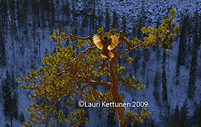 First impressions of RED One for wildlife shooting-siberian-jay.jpg