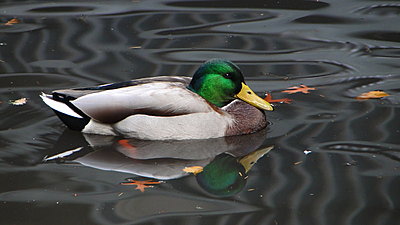 Wood Duck HD Video with Sony HX1-dsc05131.jpg