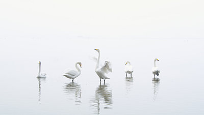 First impressions of RED One for wildlife shooting-swans-2.jpg