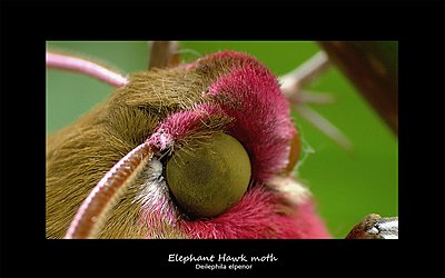 Elephant Hawk moth - Super slo mo-ele_for_bf.jpg