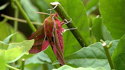 Elephant Hawk moth - Super slo mo-ele_hawk2_low.jpg