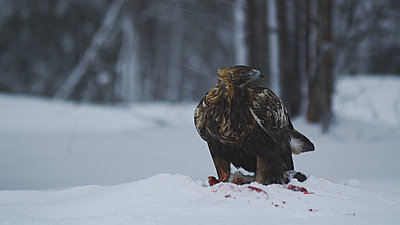 First impressions of RED One for wildlife shooting-golden-eagle-2.jpg