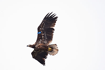 First impressions of RED One for wildlife shooting-juvenile-lough-leane-2.jpg