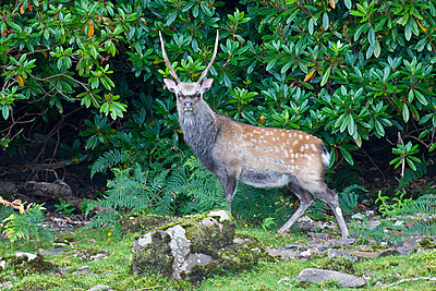 First impressions of RED One for wildlife shooting-stag-lough-leane-4.jpg