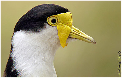 Recommend a (digi)scope, please-masked-lapwing.jpg