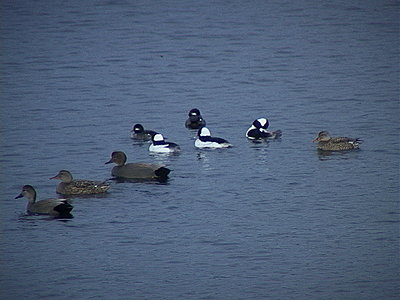 Ducks After Dark with a VX2100-dsc00135.jpg