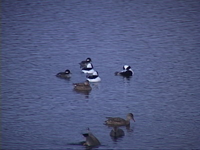 Ducks After Dark with a VX2100-dsc00013.jpg