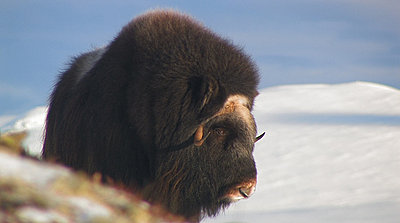 MuskOx at Sunset-moskus1-2.jpg